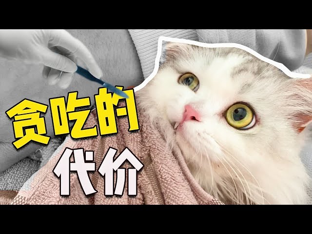 [萌喵一籮筐」小貓咪嘴饞吞掉整隻塑料手套,聽到要開刀取出立馬嚇哭!沒見過這麼饞的貓!